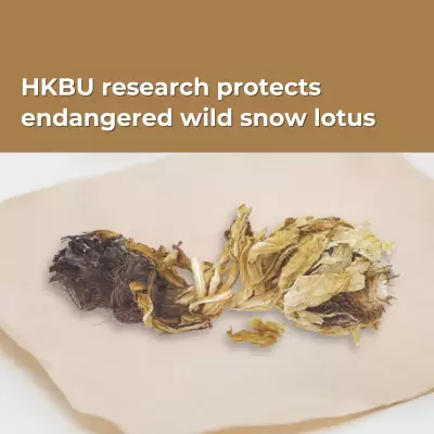 Research protects the endangered wild Saussurea involucrata (snow lotus)